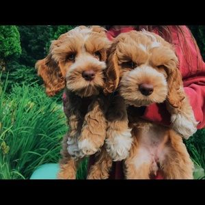 Meet your Posher, Sydney